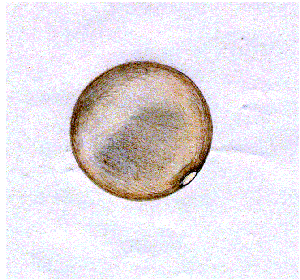 Mars, drawn by Geoff Regan, using an 8″ f6 (200x) at 01:19 UTC on 3rd March, 1997